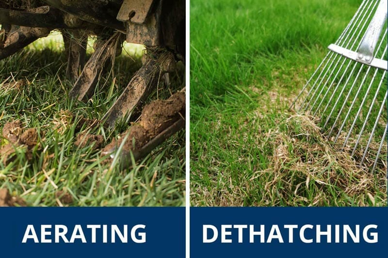 Is it better to dethatch or aerate