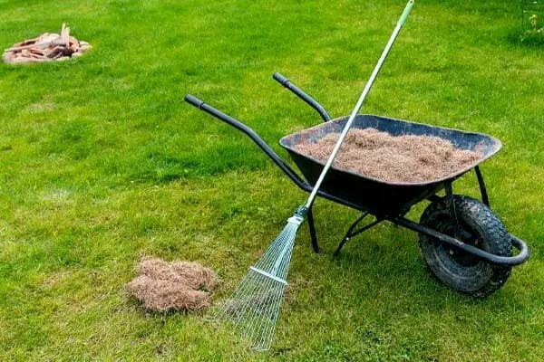 Lawn Dethatching