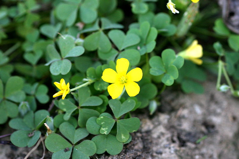 Oxalis (Wood Sorrel)
