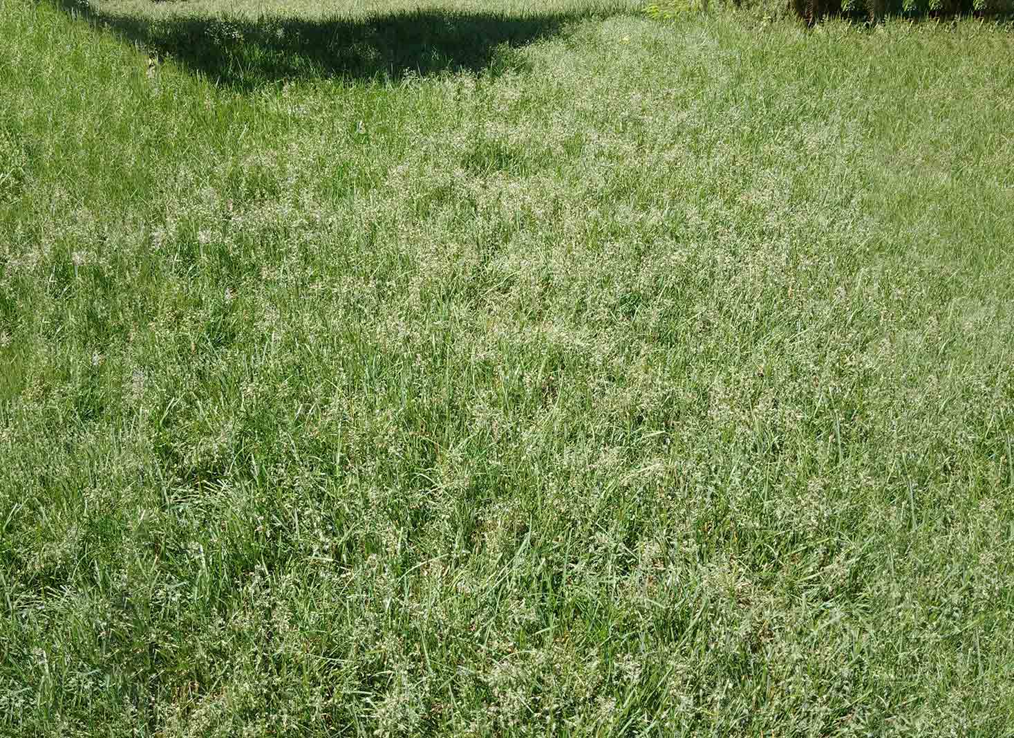 Should I let my lawn seed before mowing