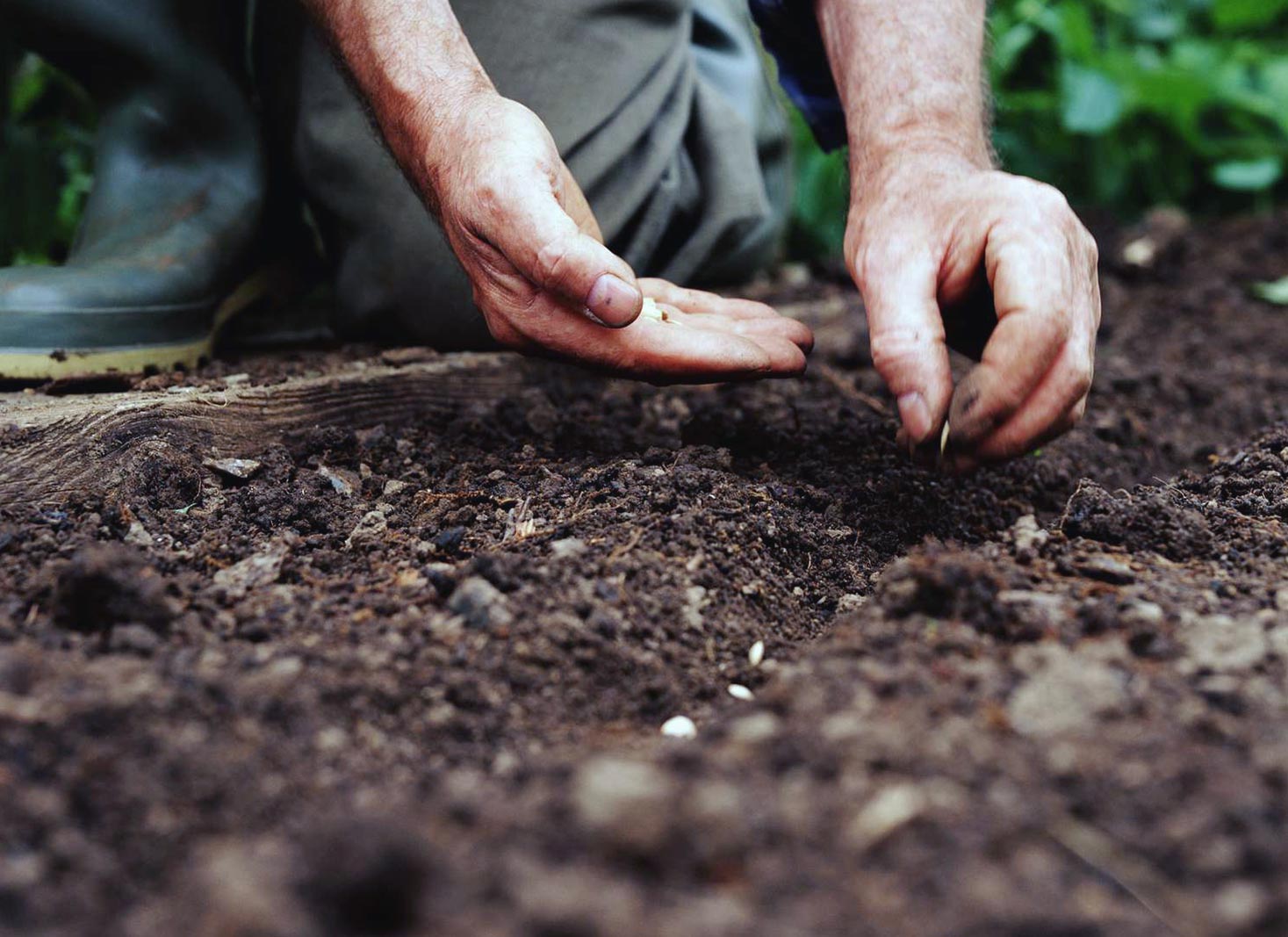 Tips for improving grass seed germination