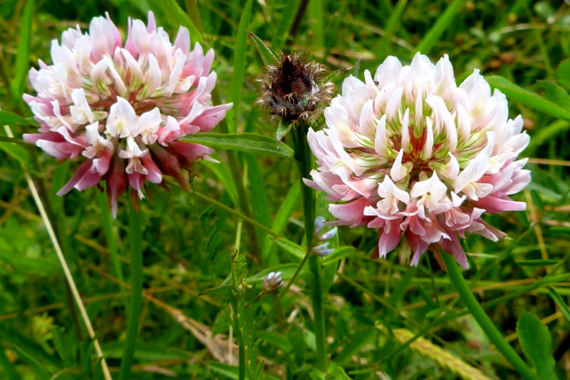 Trifolium hybridum (Alsike Clover)