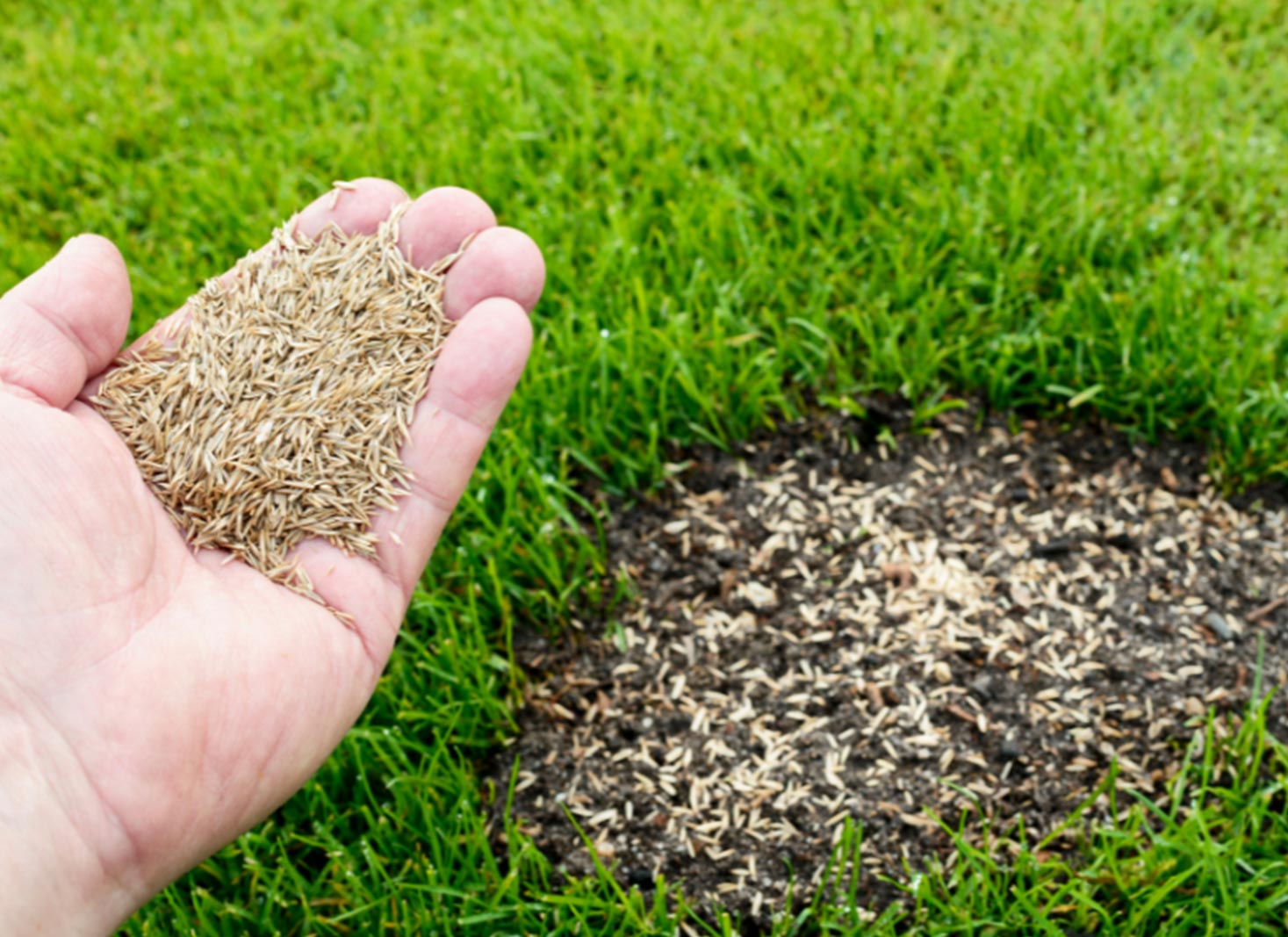 Troubleshooting grass seed germination issues