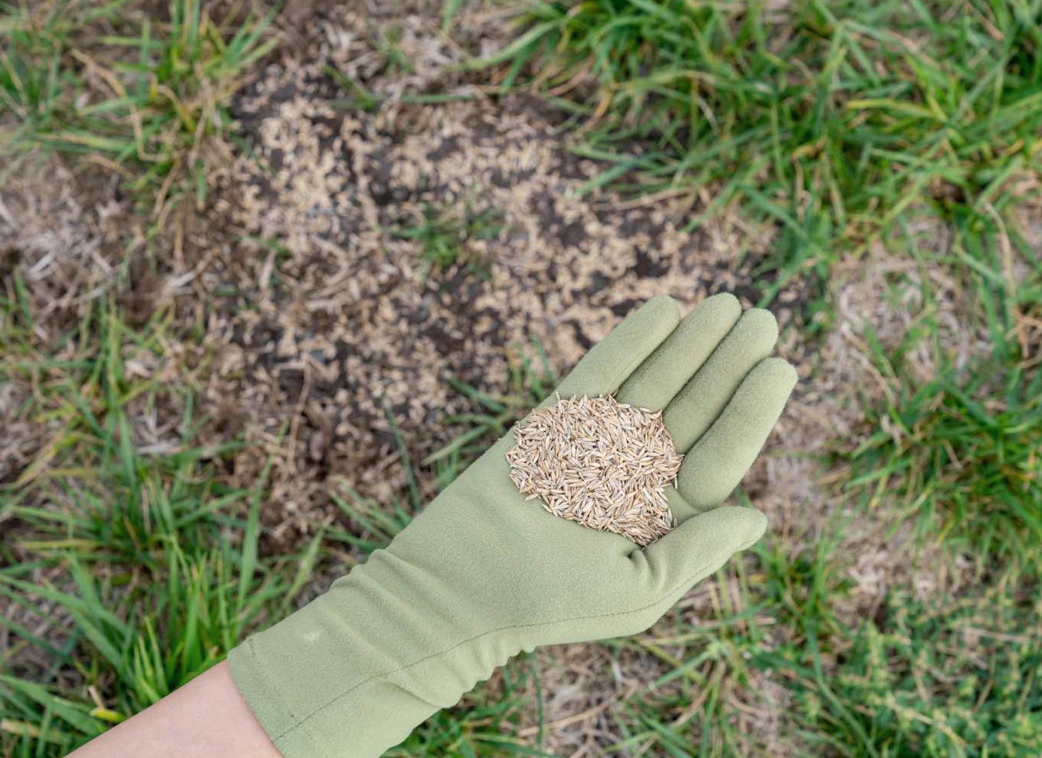 Understanding different grass seed types