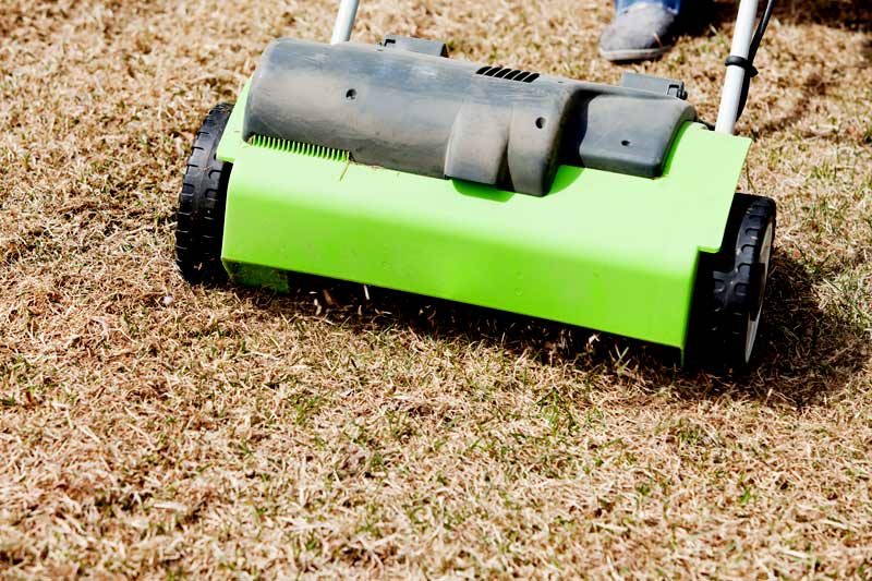 What time of year should you dethatch your lawn?