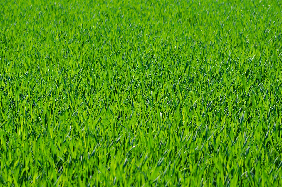 What is the best fertilizer for your lawn