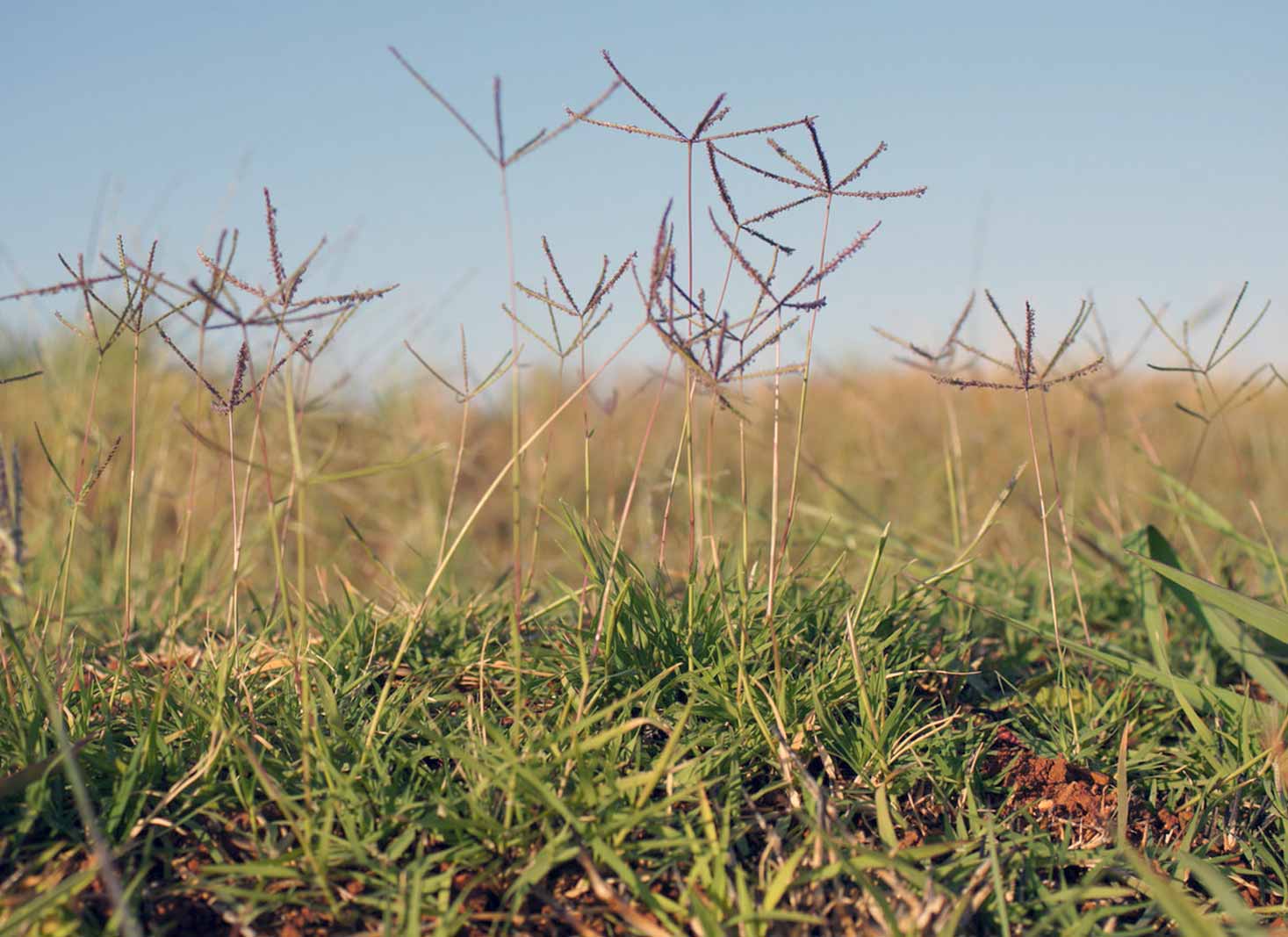 Will vinegar kill Bermuda grass