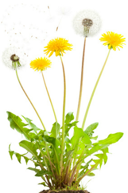 Dandelion flowers