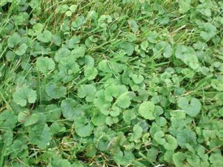 Ground Ivy, Common Lawn Weed
