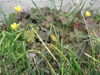 Oxalis - Yellow Wood Sorrel