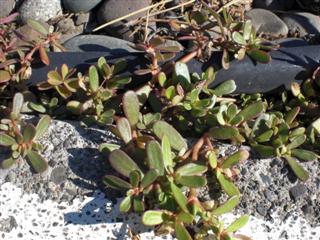 lawn weeds - purslane