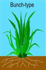Grass Identification, Bunch-Type