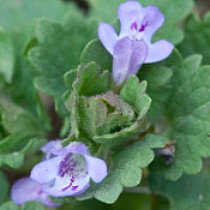 Ground Ivy or Creeping Charlie
