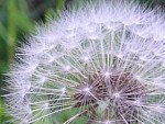 Dandelions spread by seed