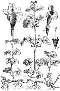 Lawn weed identification of ground ivy or creeping charlie